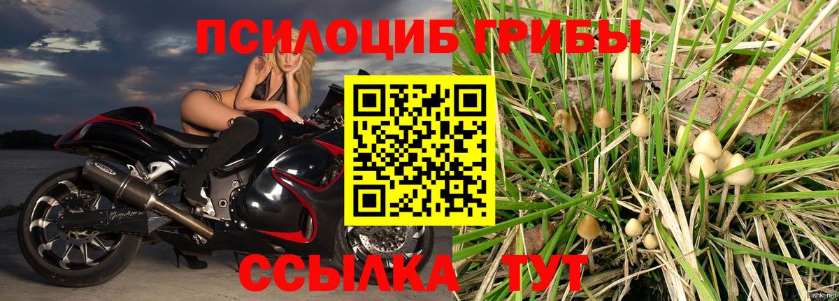 Псилоцибиновые грибы GOLDEN TEACHER Среднеуральск